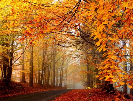 Autumn Trees Foliage Road