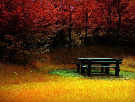 Vacant Black Wooden Bench Chair Near Red And Brown Trees