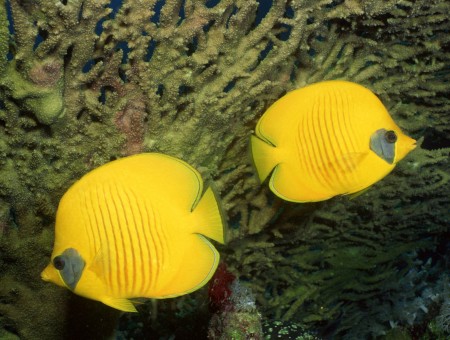 Yellow Fishes