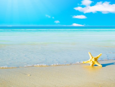 Yellow Starfish Sticking Out Of Sand At Beach During Daytime