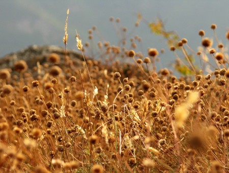 Close Photography Of Brown Round Head Grass