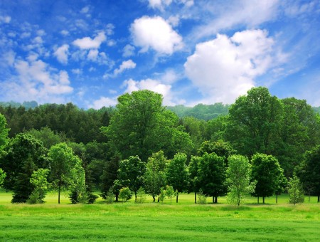 Green Deciduous Forest By Green Field Beneath Blue White Cloudy Sky