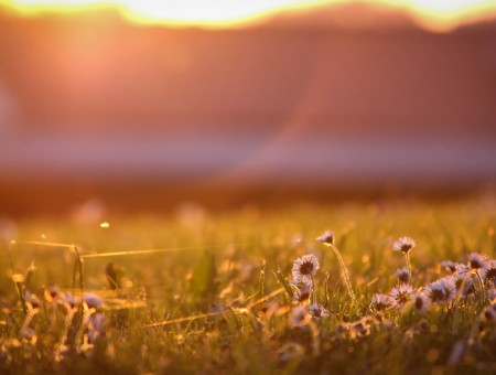 Small White Flowers In A Green Grass Field At Sunset