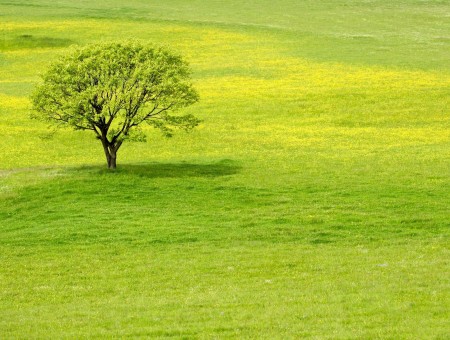 Green Leafed Tree On Green Field During Daytime