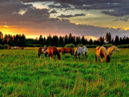 White Brown Beige Horses On Green Grass Field Under Purple Sky During Daytime
