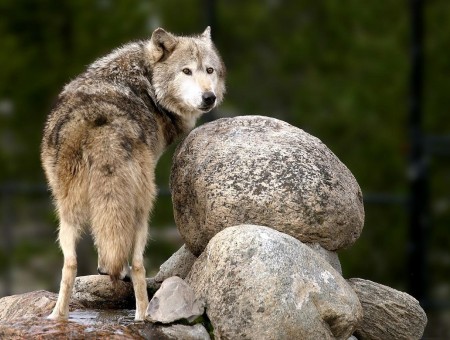 Grey Wolf Standing Next To Two White Stones