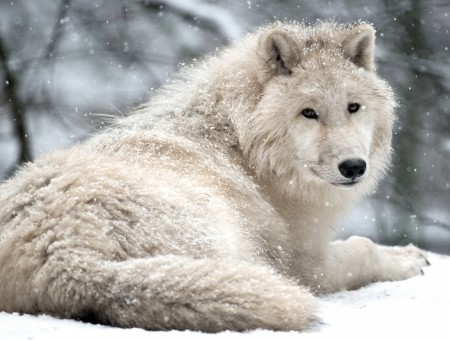 White Wolf On White Snow During Daytime