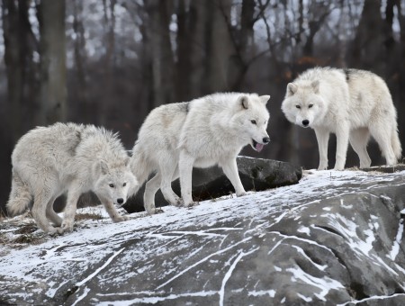 Three White Wolves On Gray Rock