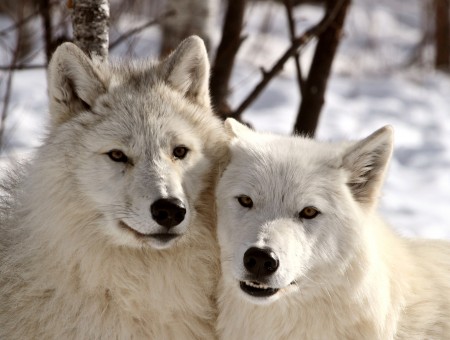 White Wolves On Snowfield During Daytime