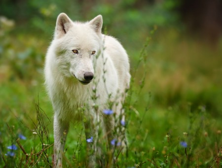 White Wolf Standing In Green Grass During Daytime