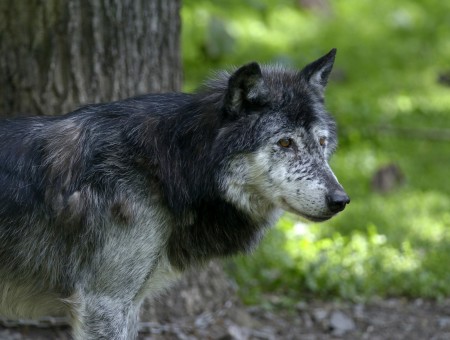Black And Grey Wolf