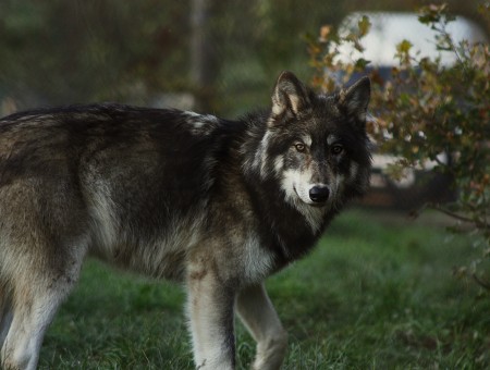 Close Photography Of Black Grey Wolf