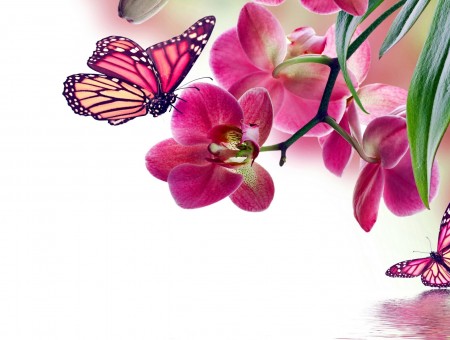 Pink Flower With Pink And Yellow Butterfly