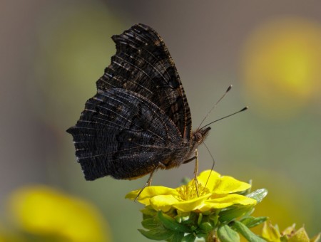 Black And Grey Butterfly On Yellow Flower Macro Photography