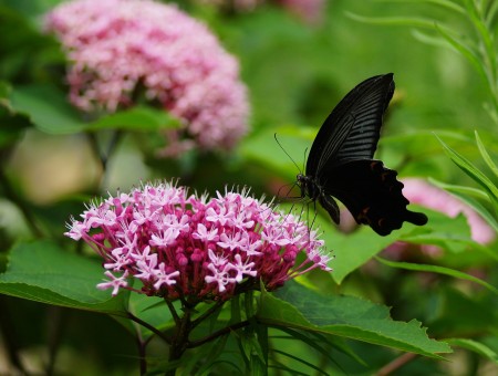 Black Butterfly On Pink Flowers