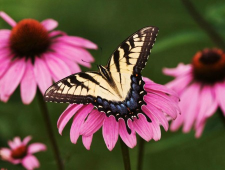 Black And Yellow Butterfly On The Top Of Pink Flower Macro Photography