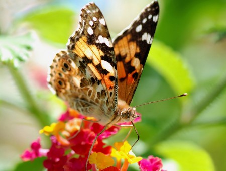 Black White And Brown  Butterfly Perch On Red Yellow And Pink Flower