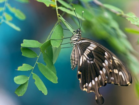 Brown White Black Swallowtail Butterfly Perched On Green Leaves