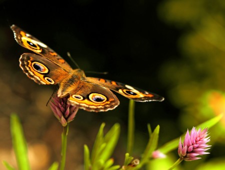 Bokeh Shot Of Brown Butterfly On Purple Flower