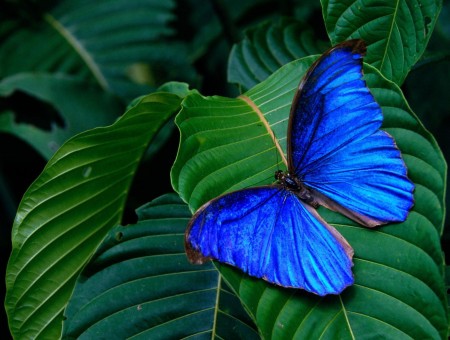 Blue And Brown Butterfly On Green Leaf