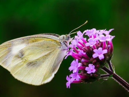 Macro Photography Of Yellow Butterfly On Purple Flowers