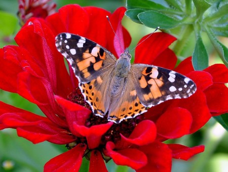 Orange Butterfly On A Red Floral Plant On A Sunny Day