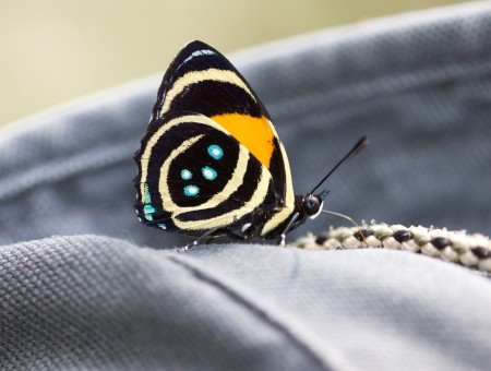 Black Blue Yellow White Butterfly Perched On Grey Textile