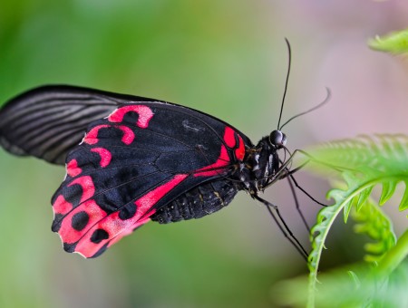 Black  And Red Butterfly On Green Grass