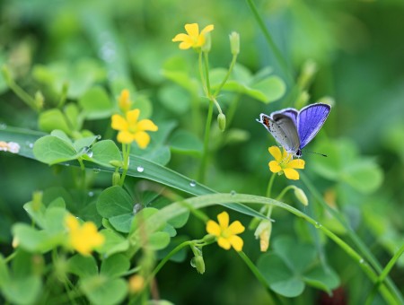 Purple And Gray Butterfly On Yellow Flower In Tilt Shift Lens