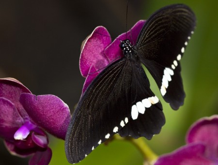 Black And White Butterfly Sipping Nectar On Purple Orchid