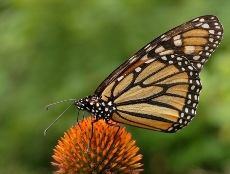 Monarch Butterfly Orange Flower