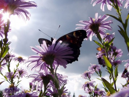 Black And Brown Butterfly On Purple Flower