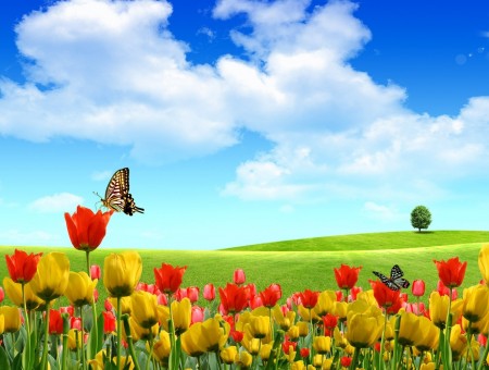 Red And Yellow Tulips Under White Clouds And Blue Sky During Daytime