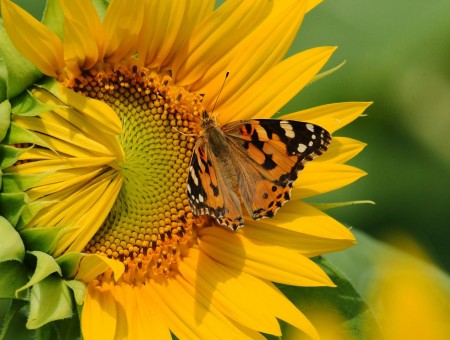 Orange And Black Butterfly On Yellow Sunflower