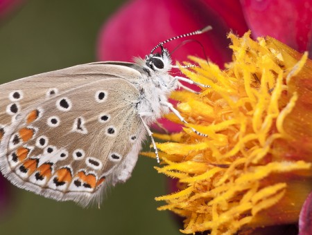 White And Brown Butterfly On Yellow Flower