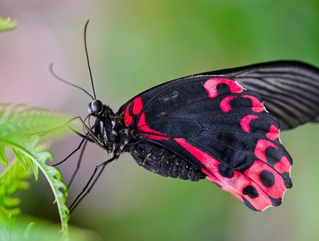 Macro Shot Of Black And Red Butterfly Perched On Green Leaf