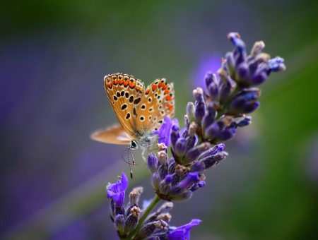 Black And Orange Butterfly On Purple Flower Macro Photography