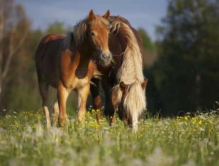 Brown Long Haired Horse