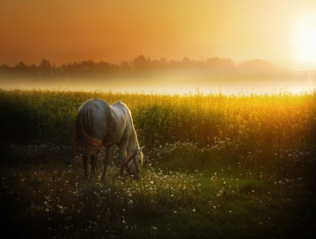 White Horse On Eating Grass Near A Lake During Sunrise