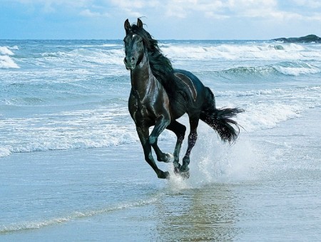 Black Stallion Horse