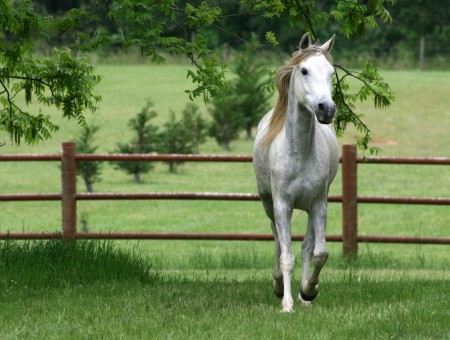 White Horse Walking Away From Fence With A Tree Branch Hanging Down Behind It
