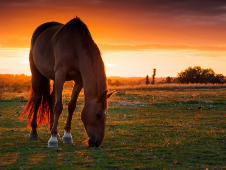 Brown Haired Horse Eating Green Grass During  Sunset