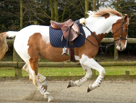 Brown White Horse Wearing A Saddle Jumping