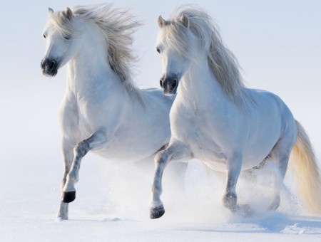 2 White Horses Running On Snowfield