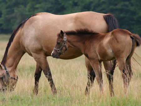 Brown Young Horse And Mother Horse Grazing