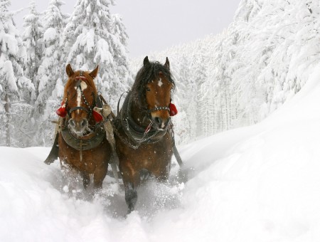 Two Brown Horses Walking Through White Snow