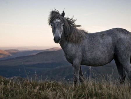 Grey Horse In Grass
