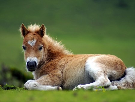 Close Photography Of Brown White Pony On Lying Green Field