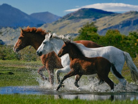 3 Horse Running On Body Of Water