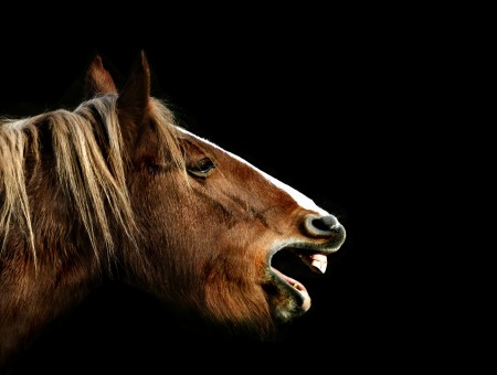 Close Photography Of Brown Horse